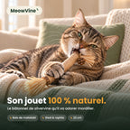 Chat mordillant le bâtonnet silvervine MeowVine 100 % naturel