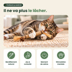 Pourquoi les chats adorent le bâtonnet silvervine MeowVine