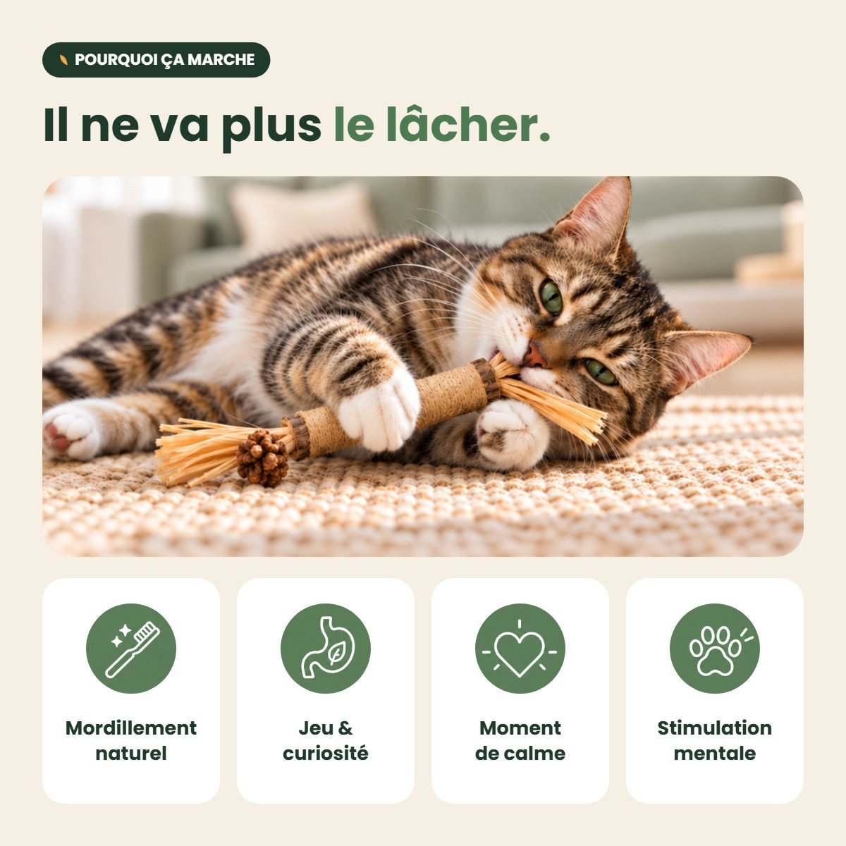 Pourquoi les chats adorent le bâtonnet MeowVine